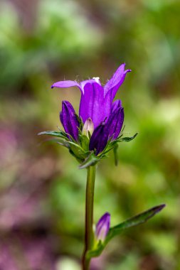 Campanula glomerata çiçeği tarlada büyüyor.