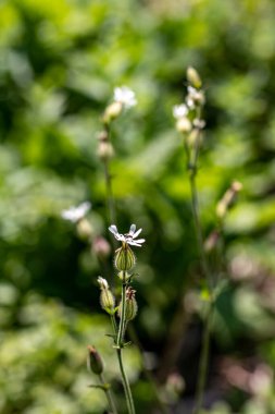 Ormanda sessiz latifolia