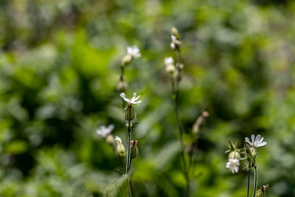 Silene Latifolia Bosque Macro —  Fotos de Stock