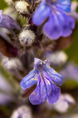 Ajuga sürüngenleri tarlada çiçek açıyor, yakın çekim.