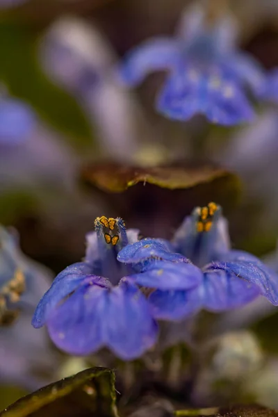 Ajuga Reptans Virág Területen — Stock Fotó