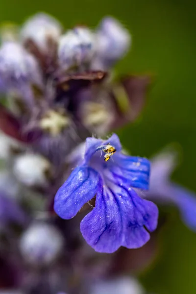 Ajuga Reptans Fleur Dans Les Champs Gros Plan — Photo