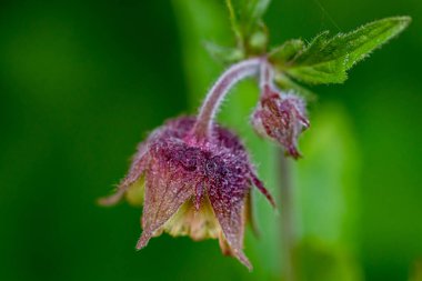 Ormandaki Geum rakip çiçeği