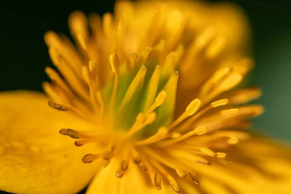 Caltha Palustris Flower Growing Forest Close Shoot — Stock Photo, Image