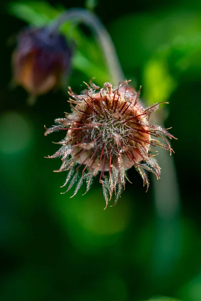 Geum Rivale Flower Growing Forest Close — Stock Photo, Image