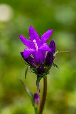 Campanula glomerata çiçeği tarlada, yaklaş.