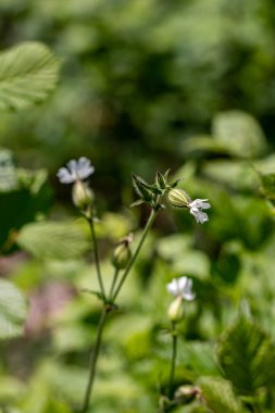Ormanda sessiz latifolia