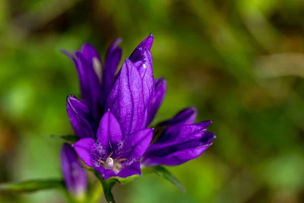 Campanula Σπειράματα Λουλούδι Αυξάνεται Στο Πεδίο Κοντινό Πλάνο Πυροβολούν — Φωτογραφία Αρχείου