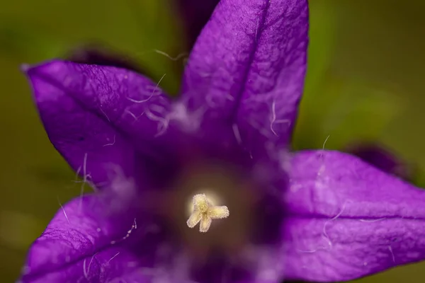 Campanula Glomerata Flor Campo Macro — Foto de Stock