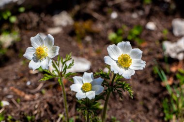 Dağlarda büyüyen Pulsatilla Alpina, makro