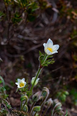Pulsatilla alpina çiçeği ormanda yetişiyor, makro