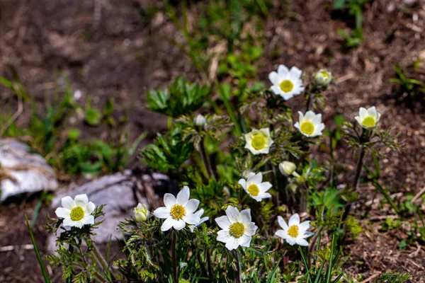 Pulsatilla Alpina Flower Growing Forest — Stock Photo, Image