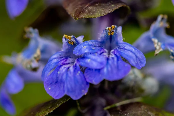 Ajuga Reptans Florecen Campo Cerca Disparar —  Fotos de Stock