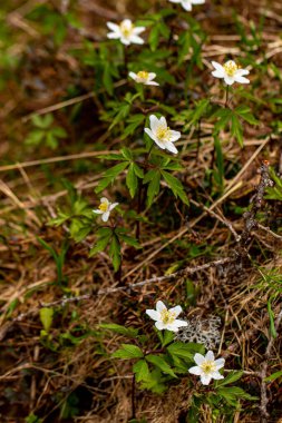 Ormanda büyüyen Anemonoides nemorosa çiçeği, makro