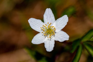 Ormanda yetişen Anemonoides Nemorosa çiçeği, kapan