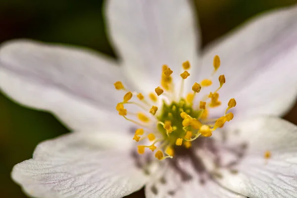 Anemonoides Nemorosa Blume Wächst Wald Nahaufnahme Trieb — Stockfoto