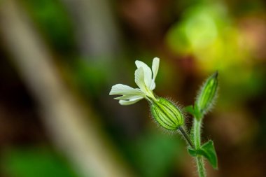 Ormanda büyüyen sessiz latifolia, makro
