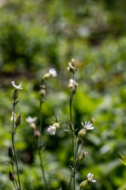 Ormanda büyüyen sessiz latifolia, yakın çekim