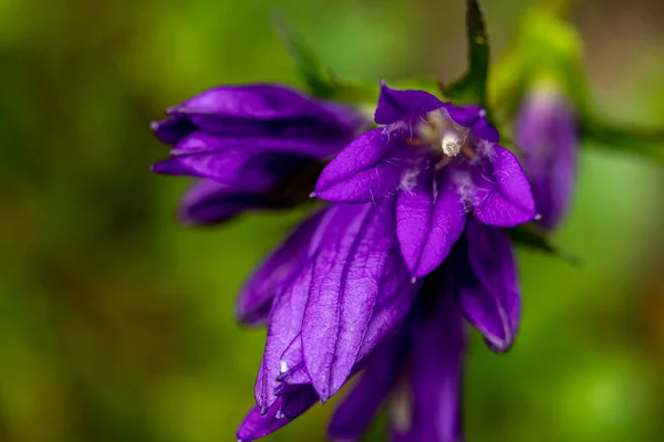 Campanula Glomerata Flower Field Macro — Stock Photo, Image