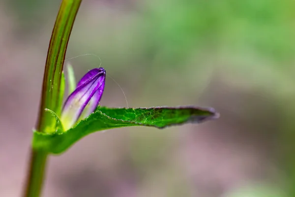 Квітка Campanula Glomerata Росте Полі Крупним Планом — стокове фото