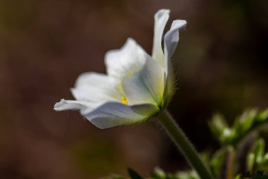 Pulsatilla alpina bitkisi dağlarda