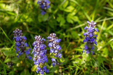 Ajuga sürüngenleri tarlada yetişiyor.
