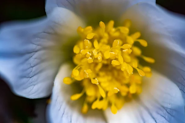 Pulsatilla Alpina Hegyekben Közelről — Stock Fotó