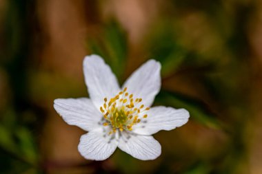 Ormanda Anemonoides Nemorosa çiçeği