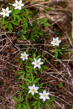 Ormanda yetişen Anemonoides Nemorosa çiçeği, kapan