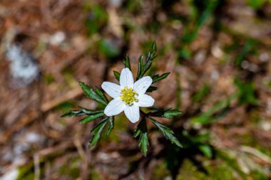 Ormanda Anemonoides Nemorosa çiçeği, makro