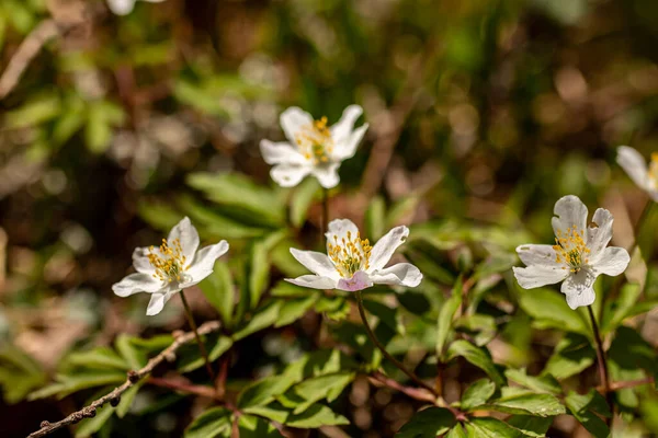 Anemonoides Nemorosa Flower Growing Forest — Stock Photo, Image