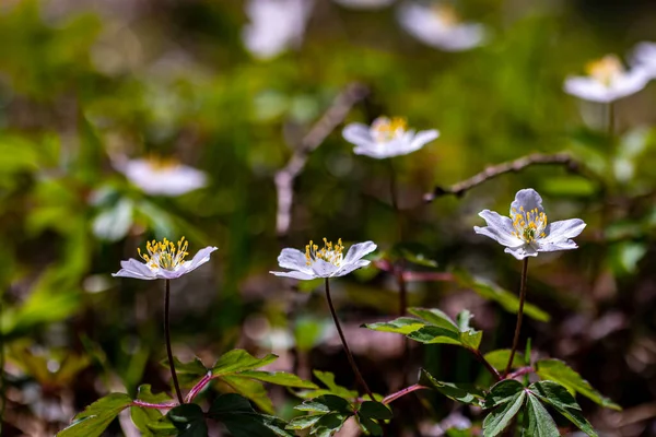 Anemonoides Nemorosa Flower Growing Forest Macro — Stock Photo, Image