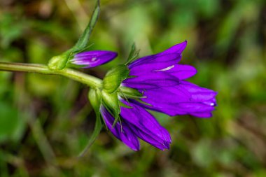 Campanula glomerata çiçeği tarlada büyüyor, yakın çekim