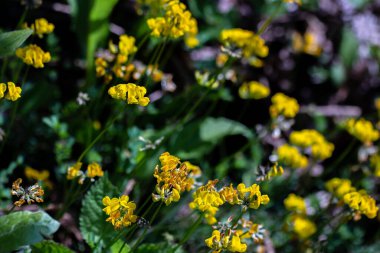 Nilüfer çiçeği tarlada yetişiyor.