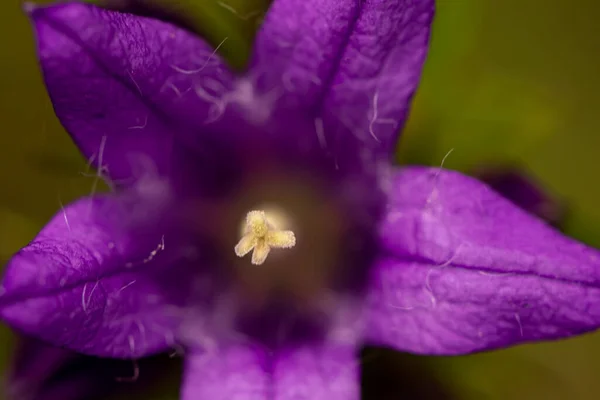 Campanula Glomerata Λουλούδι Στον Τομέα — Φωτογραφία Αρχείου