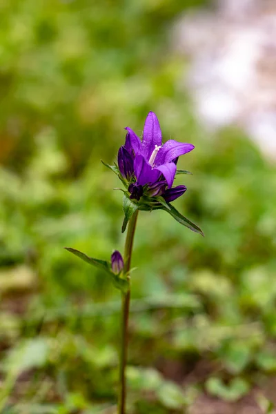 Campanula Glomerata Kwiat Polu Makro — Zdjęcie stockowe