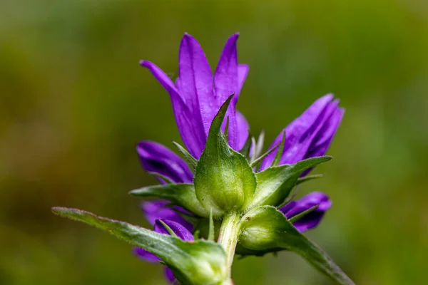 Квітка Campanula Glomerata Росте Полі Макрос — стокове фото