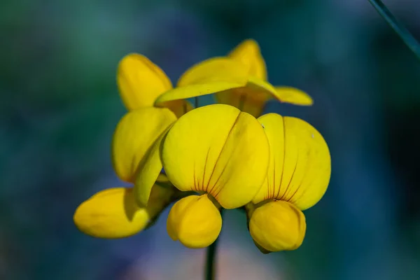 Lotus Corniculatus Květina Poli Zblízka — Stock fotografie