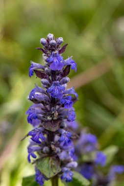 Ajuga sürüngenleri tarlada çiçek açıyor, yaklaşın.