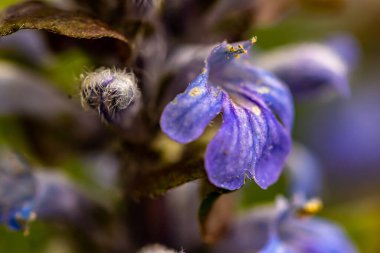 Ajuga sürüngenleri tarlada yetişiyor, makro