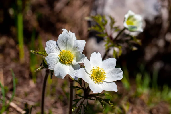 Pulsatilla Alpina Plant Mountains Macro — Stock Photo, Image