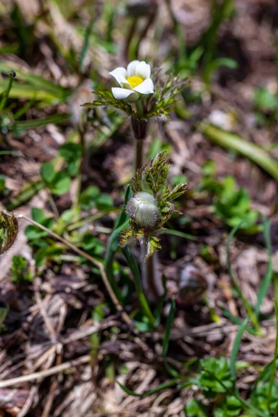 Pulsatilla Alpina Növekszik Hegyekben — Stock Fotó