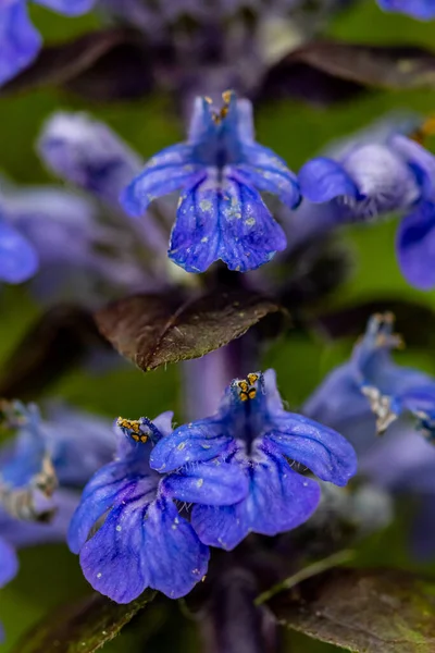 Ajuga Reptans Virág Területen Közelről — Stock Fotó