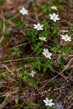 Ormanda Anemonoides Nemorosa çiçeği