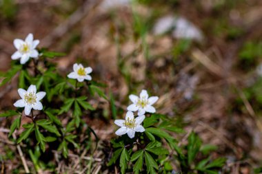 Ormanda Anemonoides Nemorosa çiçeği, makro