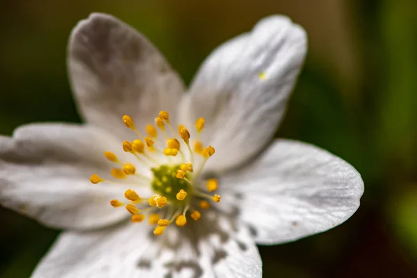 Anemonoides Nemorosa Virág Erdőben Közeli Upshoot — Stock Fotó