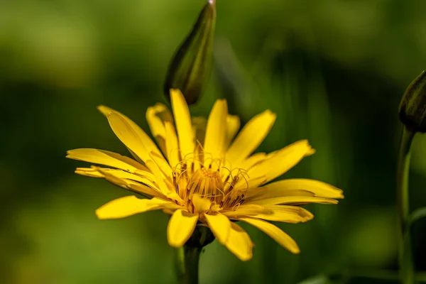近くの野原でのトラコポゴンのPratensisの花 — ストック写真