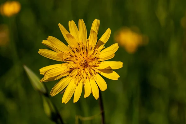 Tragopogon Pratensis Květ Rostoucí Poli Zblízka — Stock fotografie