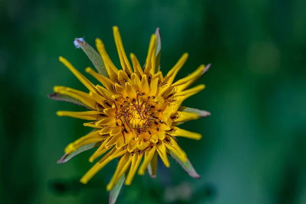 Tragopogon Pratensis Blume Wächst Feld Nahaufnahme Austrieb — Stockfoto