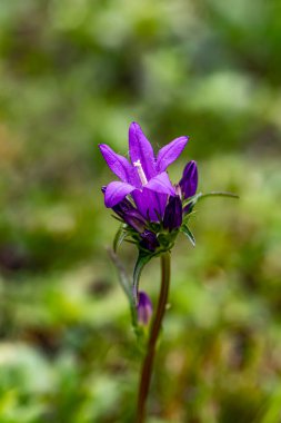 Campanula glomerata çiçeği tarlada büyüyor.